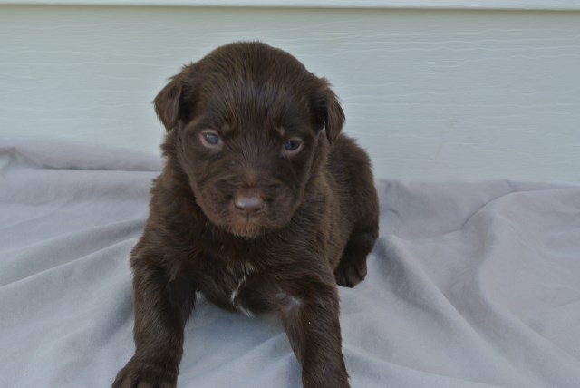 Australian Shepherd Dog puppy for sale + 52579