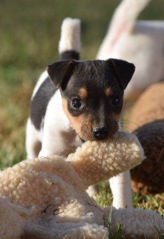 Quality Champion Sired Jack Russell Terrier Puppy Available Now!