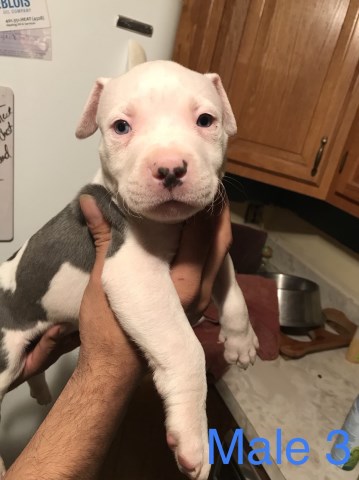 Xl Pitbull pups for sale