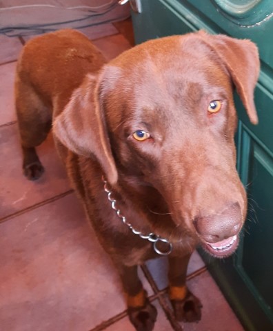 AKC Chocolate Labrador