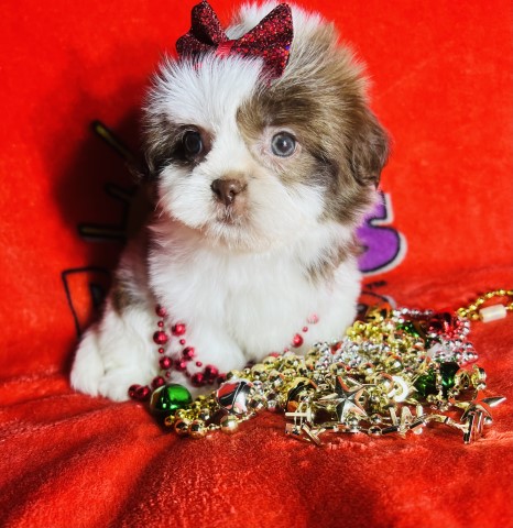 Cute Shih Tzu and Designer breeds