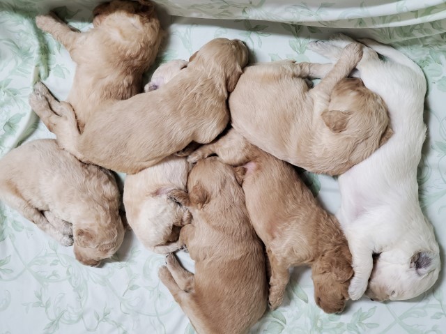 F2 Goldendoodle pups for sale
