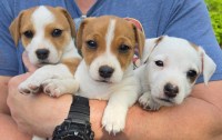 Jack Russell Puppies Jack Russell Terrier for sale/adoption