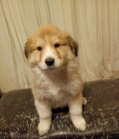 Great Pyrenees / Collie Farm Puppies – LGD or Family Homes Great Pyrenees for sale/adoption