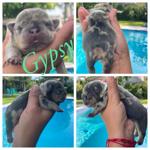 French Bulldog puppy for sale + 65049
