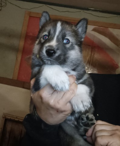 Siberian Husky Puppies