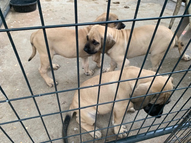 Mastiff puppy for sale + 63425