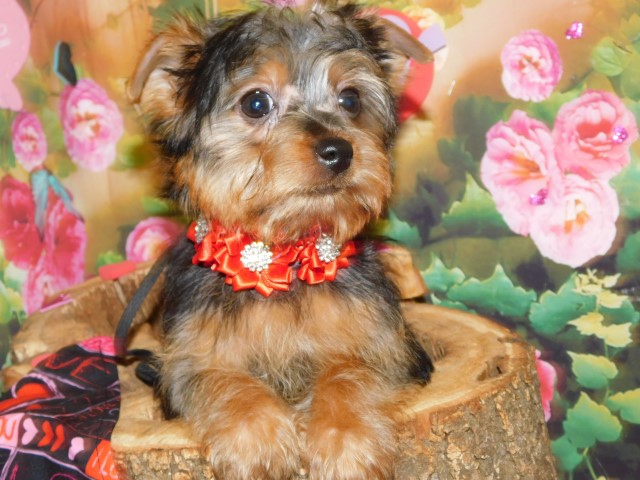Yorkshire Terrier puppy for sale + 66312