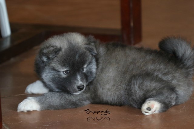 Beautiful Pomsky Puppies