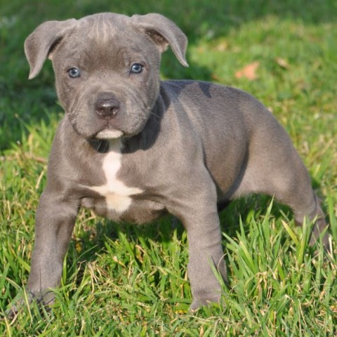 american bully puppies one male one female not registered pure bred