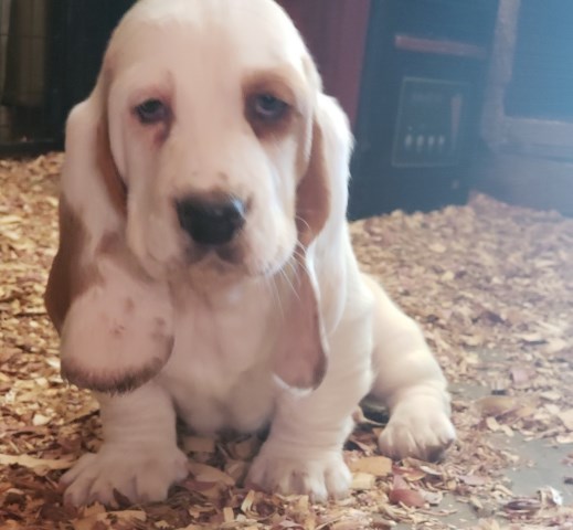 Basset Hound puppy for sale + 59834