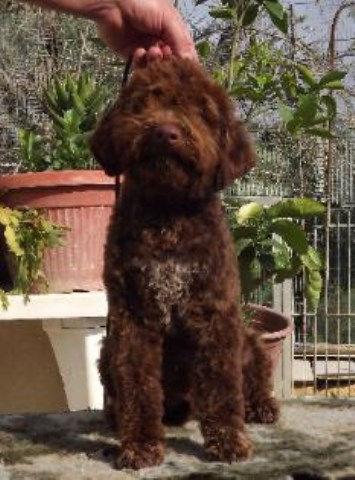 Portuguese Water Dog puppy for sale + 54746