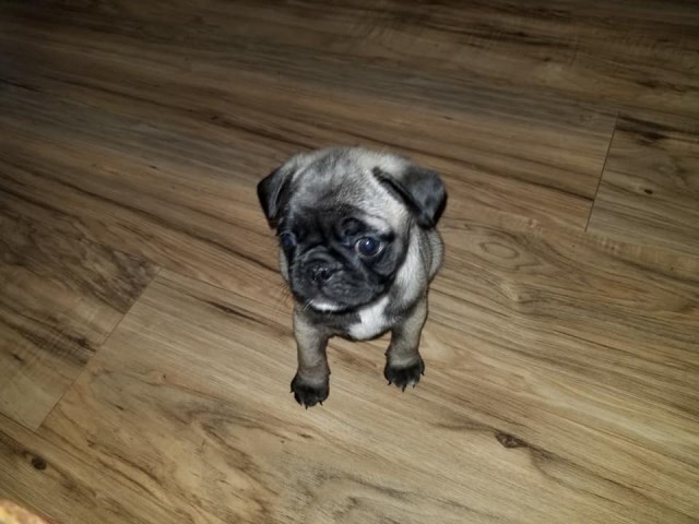 Pug Puppies - 7 Weeks Old