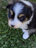 Kathy’s Two Aussies Australian Shepherd Dog for sale/adoption
