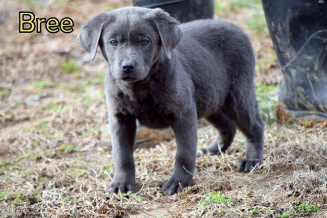 Reduced Price Charcoal Labrador Retriever Puppies for Sale!