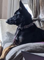 REHOMING  A VERY INTELLIGENT GERMAN SHEPHERD German Shepherd Dog for sale/adoption