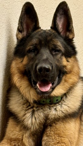 Chicago German Shepherd Puppy. Old Fashion Type.