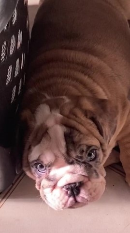 English Bulldog AKC 12wk male