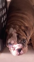 English Bulldog AKC 12wk male English Bulldog for sale/adoption