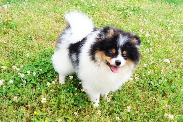 CKC Pomeranian (purebred) - CONOR; Male