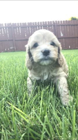 Cockapoo puppy for sale + 53389