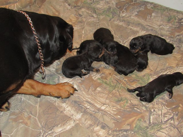 Rottweiler puppy for sale + 48042