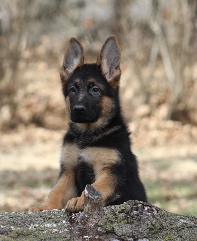 Quality German Shepherd puppies available!