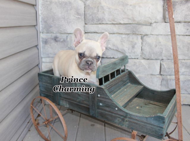 French Bulldog puppy for sale + 60428