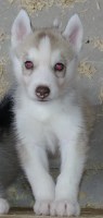 AKC Siberian Husky Champion  lines Siberian Husky for sale/adoption