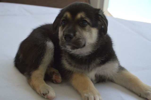 German Shepherd Dog puppy for sale + 63808