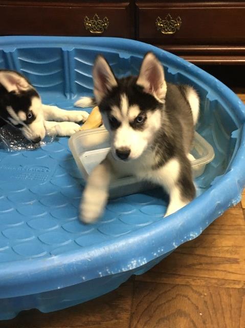 Husky puppies for sale