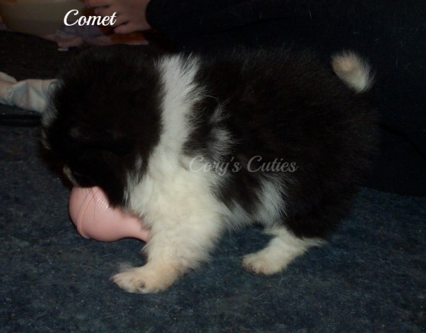 Pomeranian puppy for sale + 51641