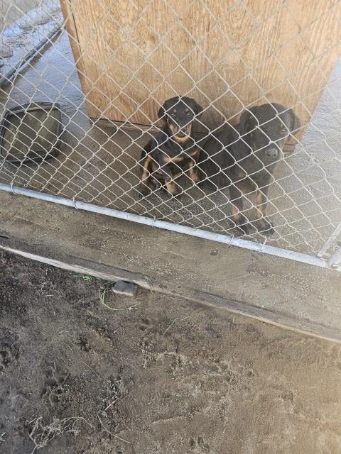 rottweiler puppies for sale