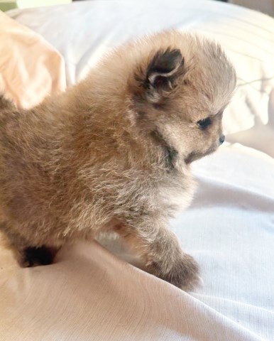 Pomeranian puppy for sale + 67028