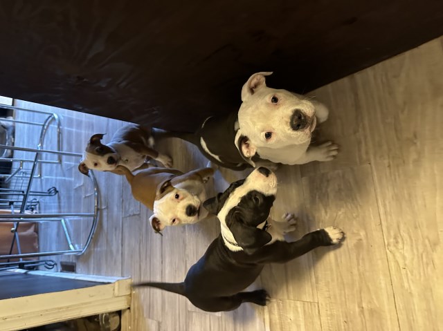 American Pit Bull Terrier puppy for sale + 65240