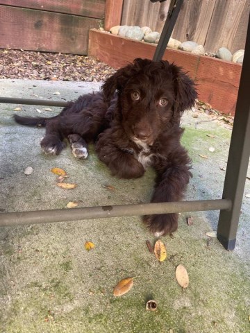 Aussiedoodle Puppy (9 weeks)