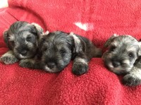 Miniature Schnauzer thumbnail