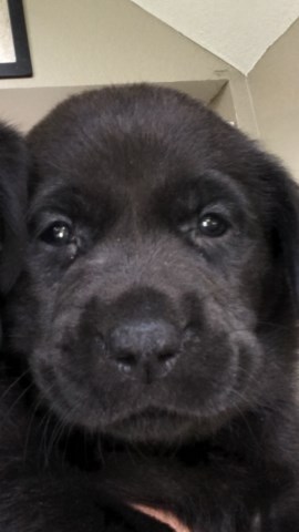 Labrador Retriever puppy for sale + 49452
