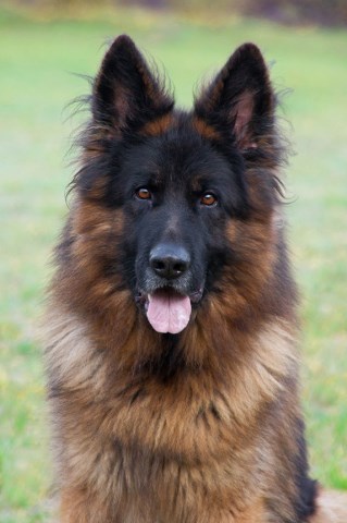 German Shepherd Dog puppy for sale + 55679