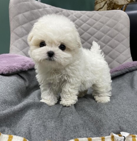 Maltipoo puppy for sale + 64635