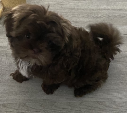 Shihpoo for sale