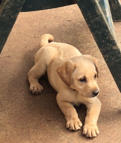 Labrador Retriever puppy for sale + 53122