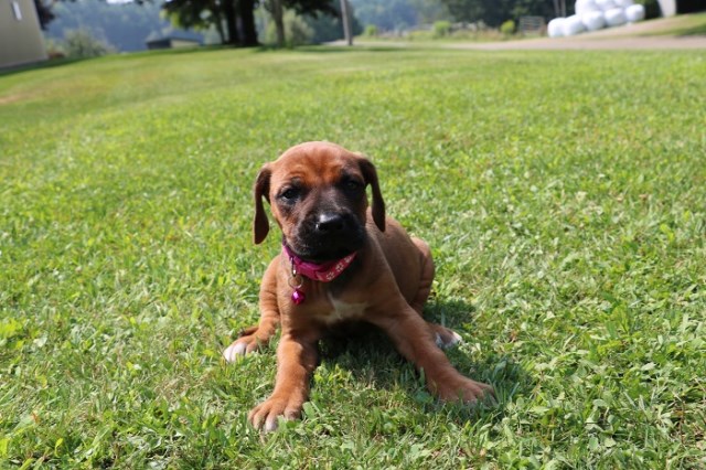 Gorgeous Rhodesian Ridgeback puppies