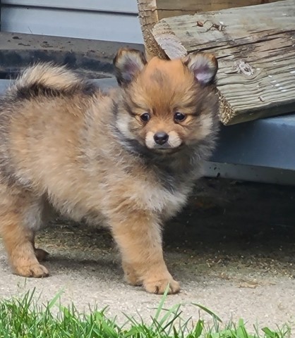 Pomeranian puppy for sale + 65076