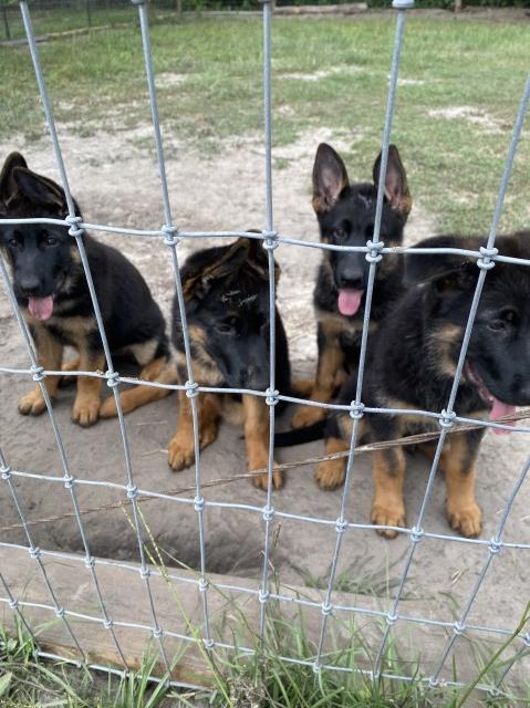 German Shepherd Dog puppy for sale + 66576