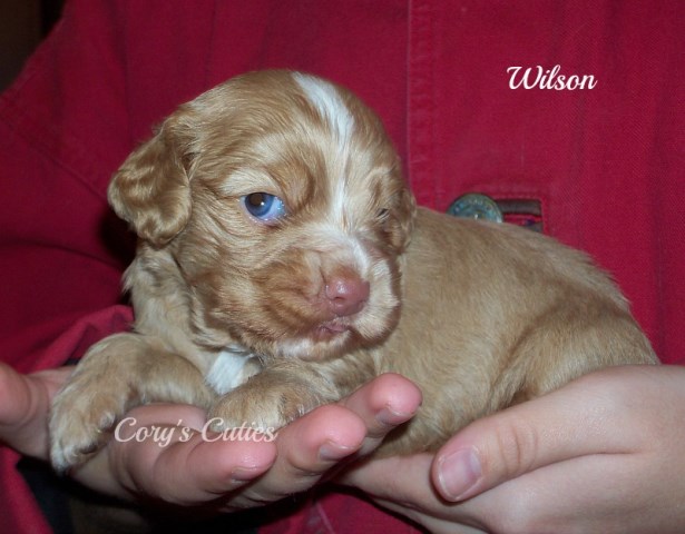 American Cocker Spaniel puppy for sale + 47488
