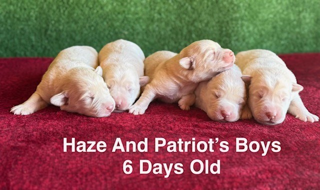 Labrador Retriever puppy for sale + 67151