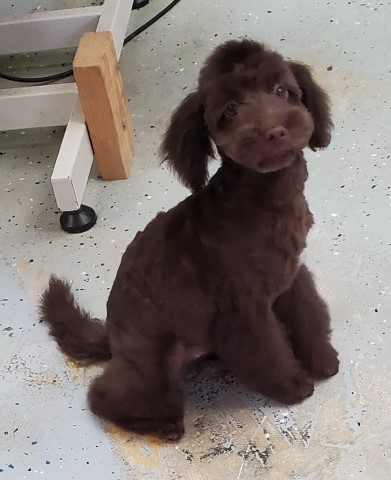 Labradoodle puppy for sale + 60316