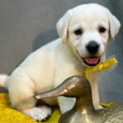 Labrador Retriever puppy for sale + 65203