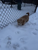 Maverick Needs a Home Bichon Frise for sale/adoption